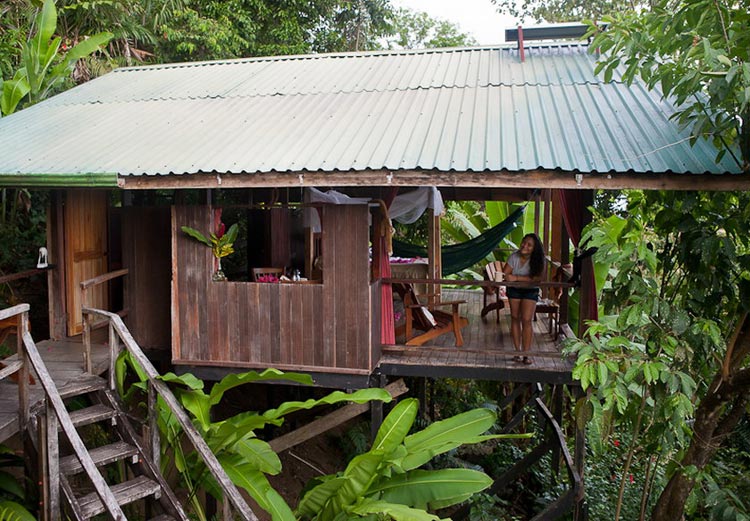 monkey-house-rainforest