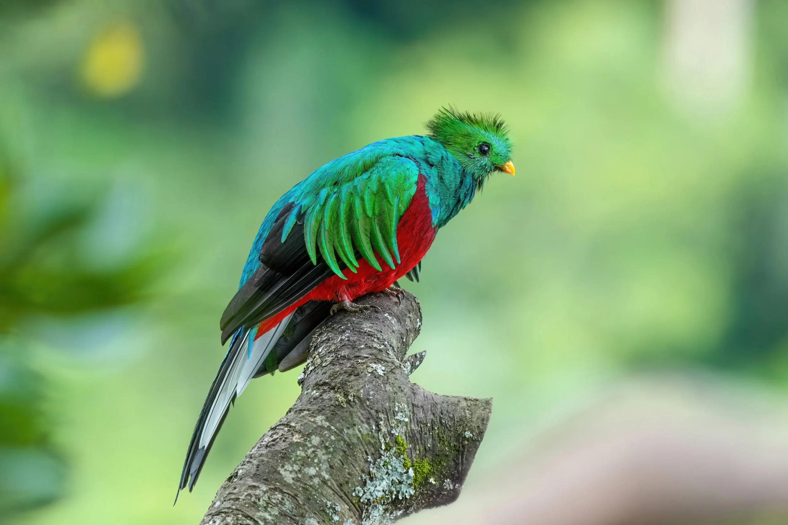 058 Male Resplendent quetzal in Los Quetzales National Park Photo by Giles Laurent