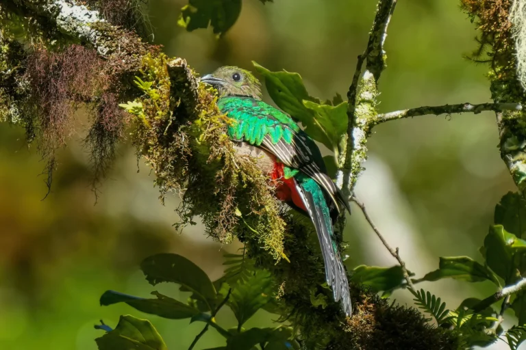 Birds of Costa Rica: Toucans, Quetzals, Macaws and the Best Places to Watch Them, photo 4