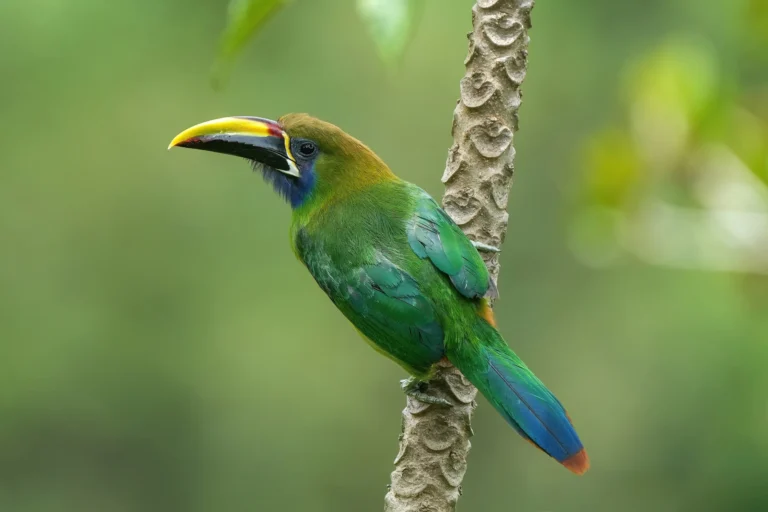 Birds of Costa Rica: Toucans, Quetzals, Macaws and the Best Places to Watch Them, photo 5