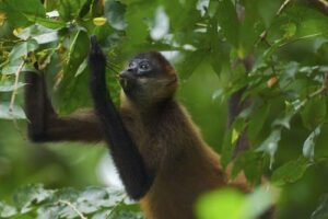Spider_Monkey