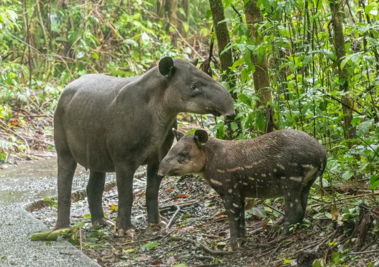 Mammals of Costa Rica: Monkeys, Sloths, Tapirs, Wild Cats and Where to See Them, photo 5