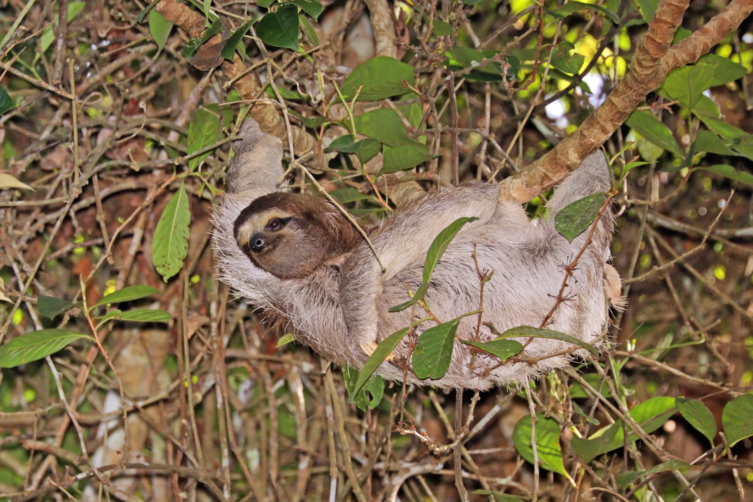 Brown-throated sloth (Bradypus variegatus) female