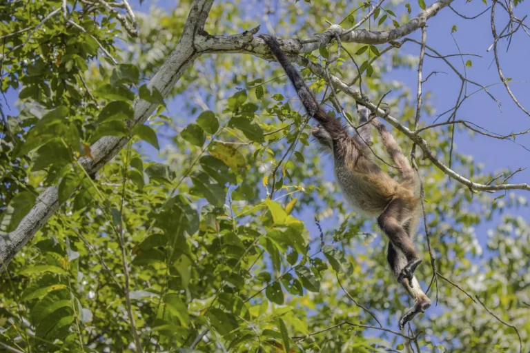 Mammals of Costa Rica: Monkeys, Sloths, Tapirs, Wild Cats and Where to See Them, photo 4
