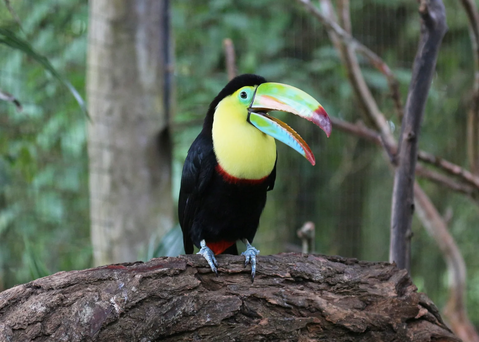 Birds of Costa Rica: Toucans, Quetzals, Macaws and the Best Places to Watch Them, photo 2