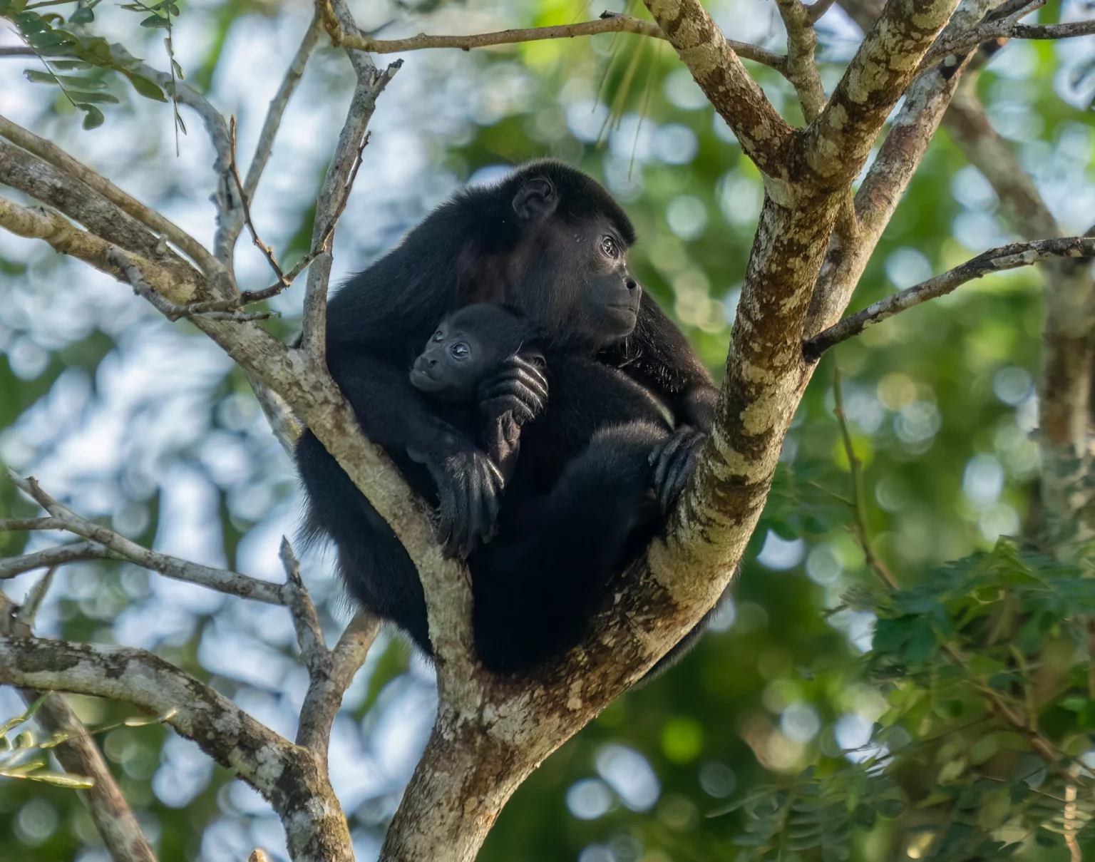 Mammals of Costa Rica: Monkeys, Sloths, Tapirs, Wild Cats and Where to See Them, photo 2