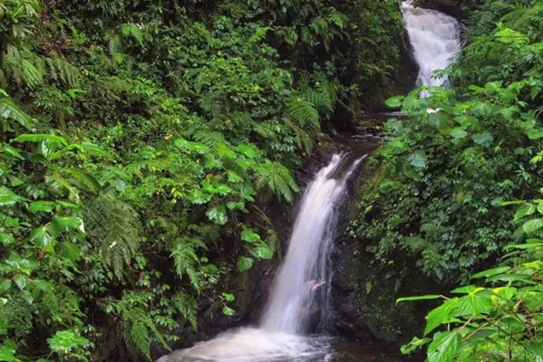 Cloud Forest Lodge, Monteverde, photo 4