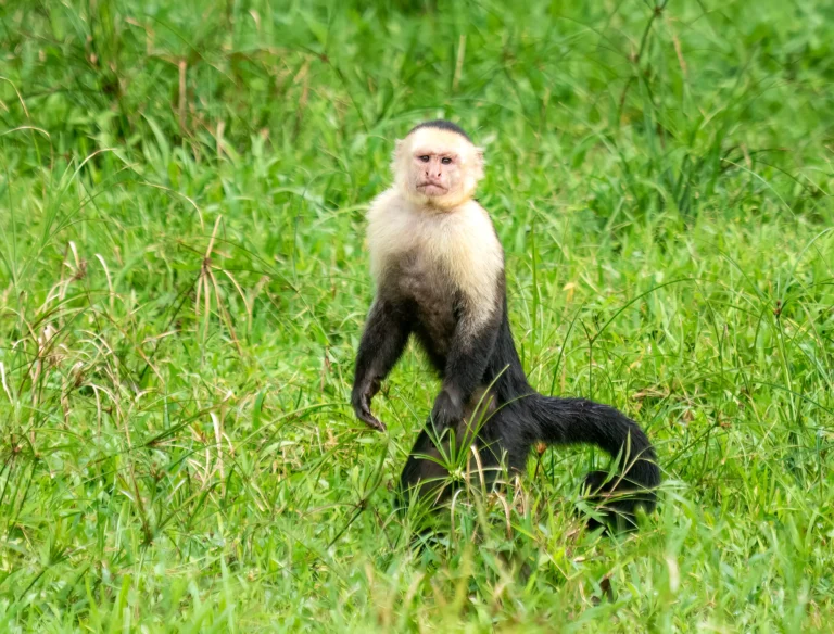 Mammals of Costa Rica: Monkeys, Sloths, Tapirs, Wild Cats and Where to See Them, photo 3