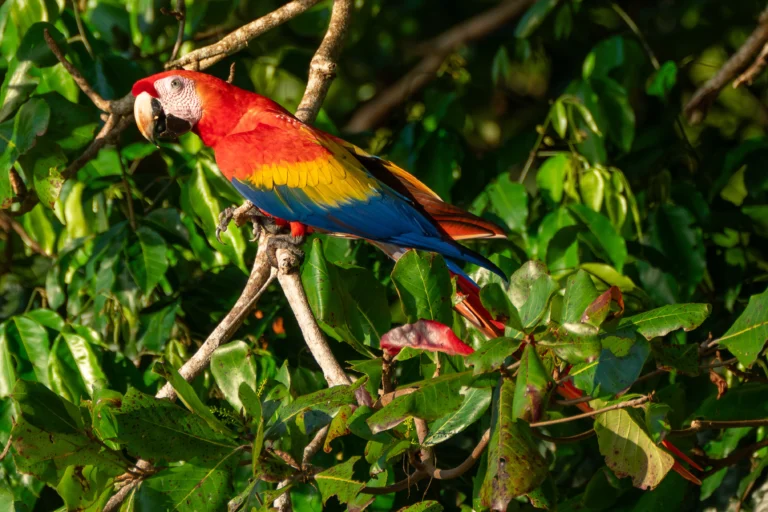Birds of Costa Rica: Toucans, Quetzals, Macaws and the Best Places to Watch Them, photo 3