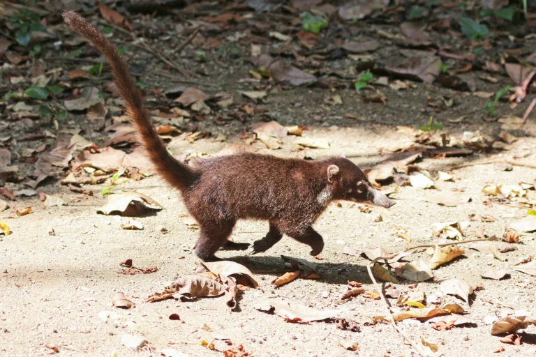 Corcovado National Park and the Osa Peninsula: A Complete Ecotourism Guide, photo 3